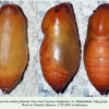 hipparchia pellucida daghestan pupa